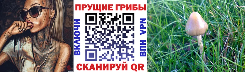 Купить где  Великий Новгород  Псилоцибиновые грибы прущие грибы 